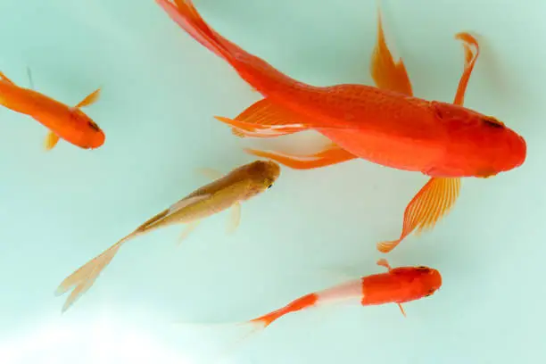 Photo of Red and gold koi fishes