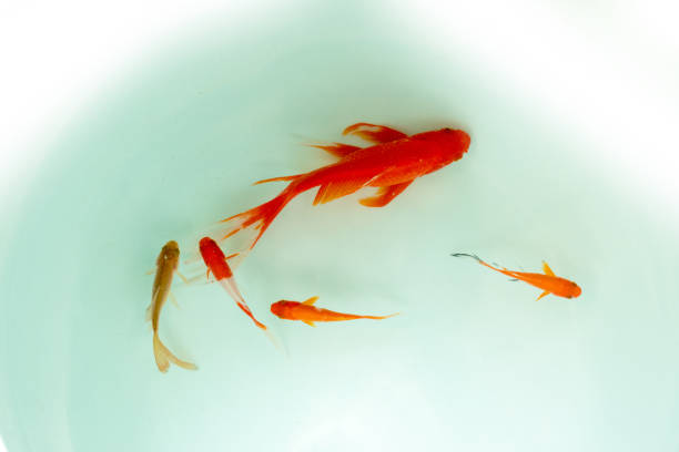 istock Red and gold koi fishes 1207015588