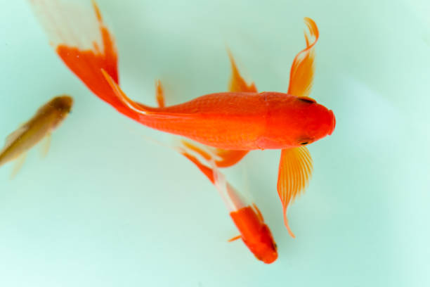 istock Red and gold koi fishes 1207015645
