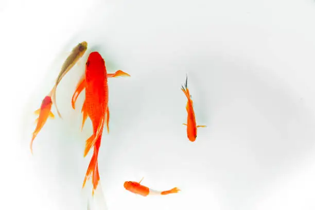 Photo of Red and gold koi fishes