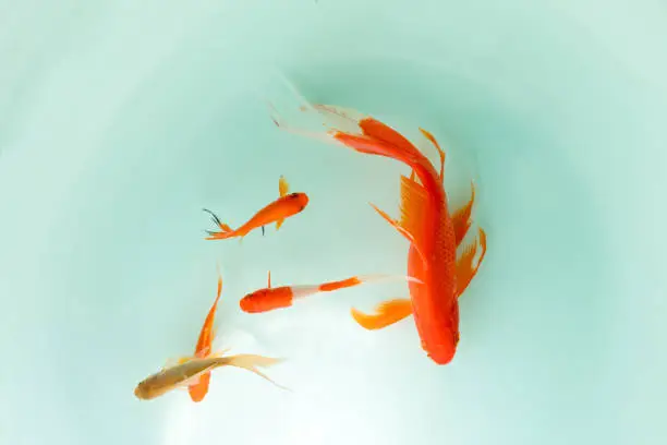 Photo of Red and gold koi fishes