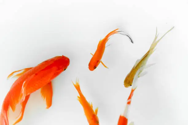 Photo of Red and gold koi fishes