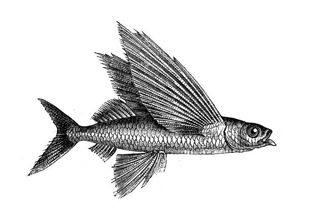 illustrazioni stock, clip art, cartoni animati e icone di tendenza di illustrazione animale antica: pesci volanti, exocoetidae - pesce volante immagine