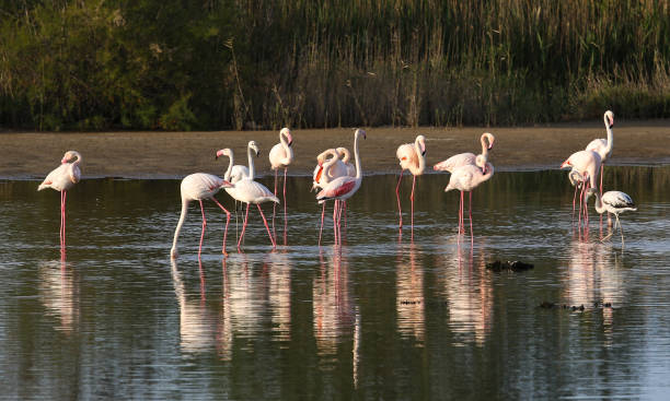 istock the French Camargue 1207018189