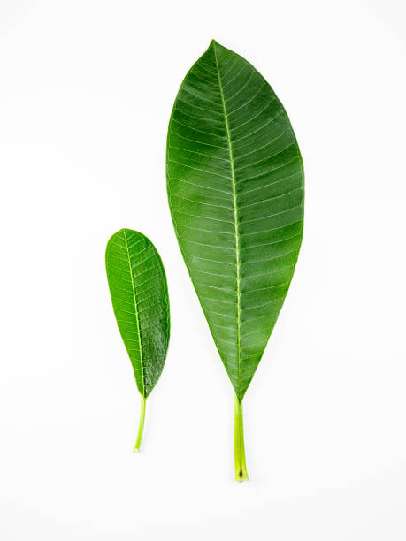 istock Close-up leaves on white isolated, green leaf 1207020386