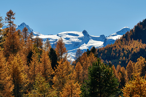 Wonderful autumn landscape on the Swiss alps with yellow larches, snowy mountains and blue skies.