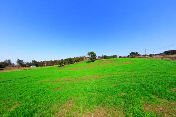 istock Rising water, bird fields, rural areas, pastures, ranches, horses, 1207022621