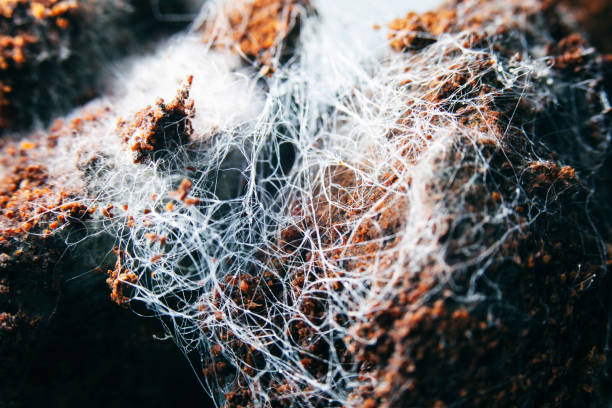 istock Fungus on old coffee ground for the background. 1207022774