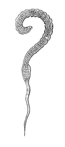 illustrations, cliparts, dessins animés et icônes de illustration animale antique : dracunculus medinensis, ver de guinée - guinée