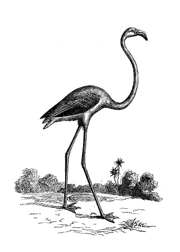 Antique animal illustration: Flamingo