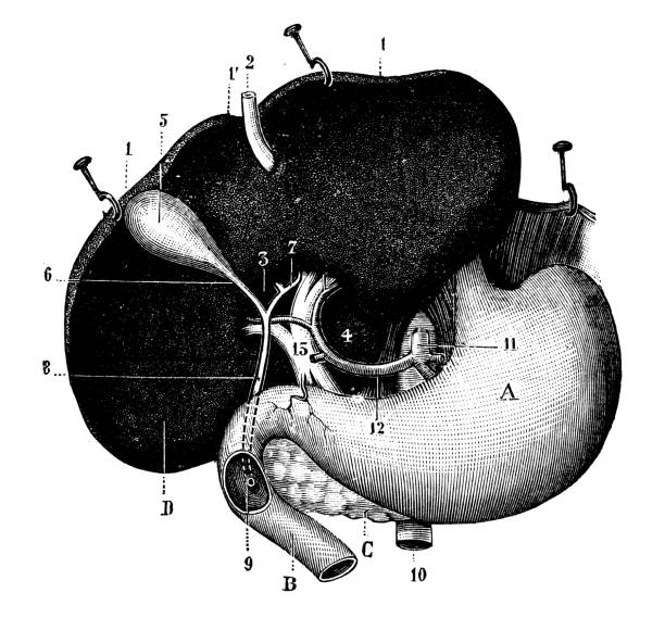 アンティークイラスト:肝臓と胃 - engraved image engraving liver drawing点のイラスト素材／クリップアート素材／マンガ素材／アイコン素材