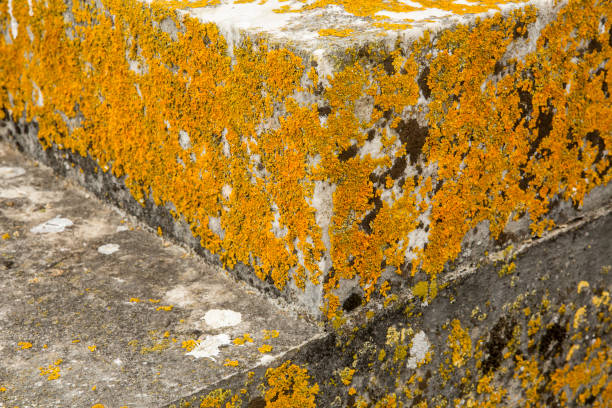 Natural patterns and textures theme for backgrounds and wallpapers