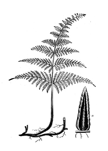 Antique botany illustration: Pteridium aquilinum, bracken, brake, common bracken, eagle fern