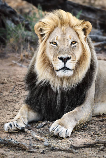 мужской черный maned лев портрет крупным планом весьма сосредоточены сделать зрительный контакт - close up lion kgalagadi transfrontier park serious стоковые фото и изображения
