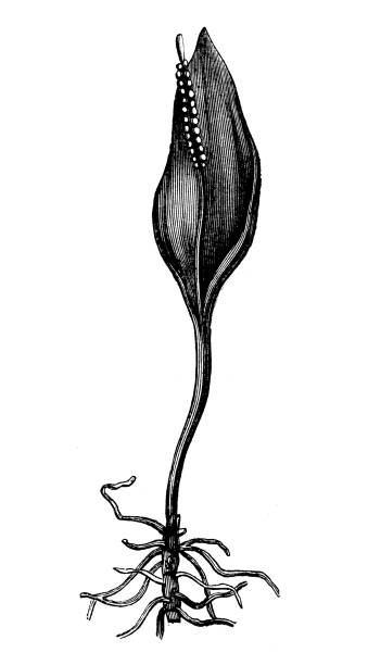 illustrations, cliparts, dessins animés et icônes de illustration antique de botanique : vulgatum d’ophioglossum, langue d’adder - european adder illustrations
