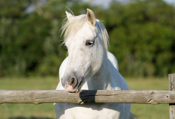 istock the French Camargue 1207024523