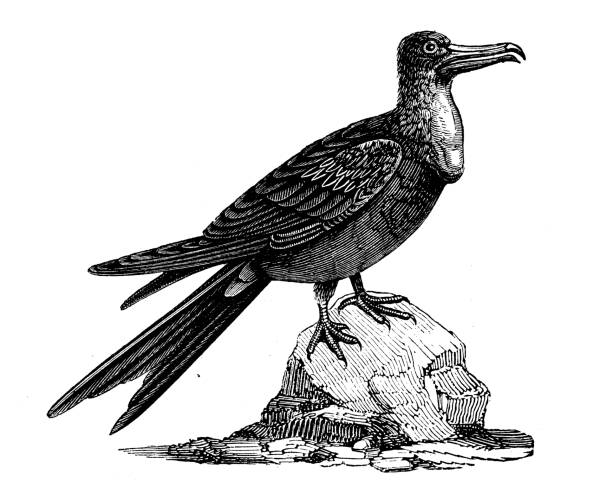 Antique animal illustration: magnificent frigatebird (Fregata magnificens)