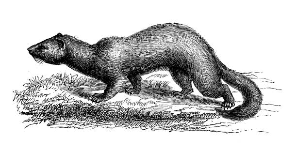 Antique animal illustration: ferret (Mustela putorius furo) Antique animal illustration: ferret (Mustela putorius furo) stoat mustela erminea stock illustrations