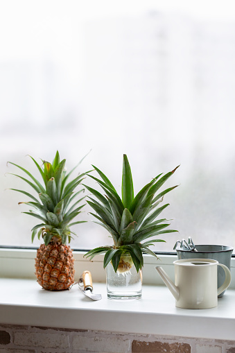 Top of pineapple in glass of water  on windowsill. Growing pineapple at home. Gardening concept.