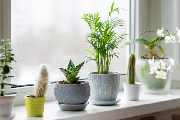 piante in vaso sulla finestra. piante d'appartamento in vasi sul davanzale della finestra. concetto di arredamento per la casa. - pianta da appartamento foto e immagini stock