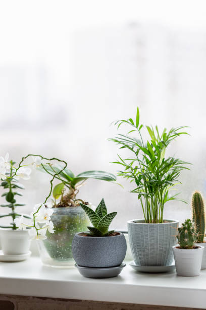 istock Potted plants on window. Houseplants in pots on windowsill. Home decor concept. 1207024954