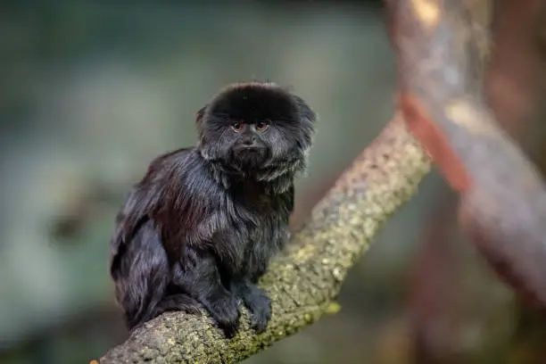 Cute goeldi´s marmoset (Callimico goeldii)