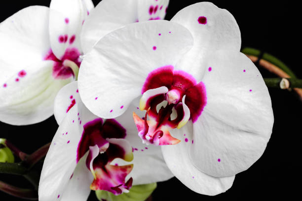 White orchid close up view on black background.