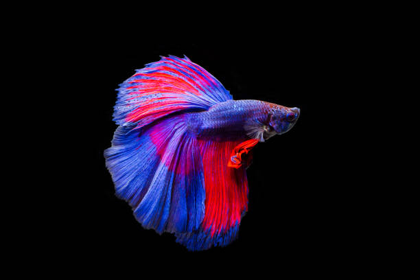 istock Betta fish, siamese fighting fish betta splendens,isolated on black background. 1207026653