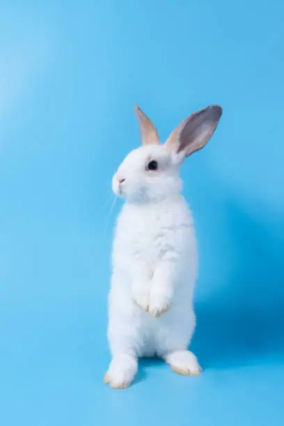 Photo of Cute fluffy white rabbit standing on two feet because of naughtiness on a blue background.