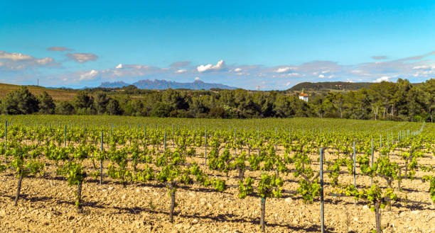 istock Penedes DO, Catalonia, Spain 1207027834