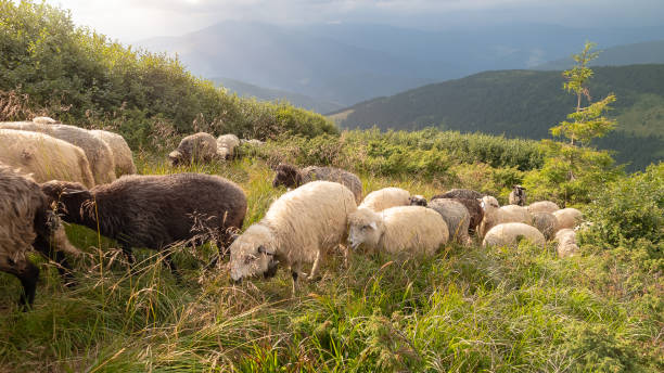 istock Sheep graze in the mountains. Traditional economy Highlanders 1207028015