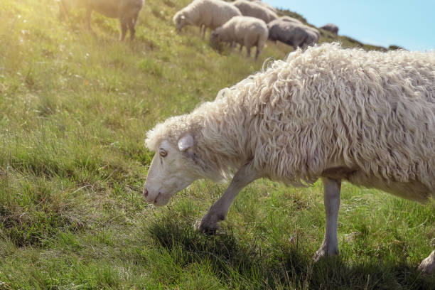 istock Sheep graze in the mountains. Traditional economy Highlanders 1207028128