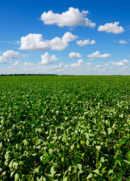 istock Blue sky over the green soy field 1207029300