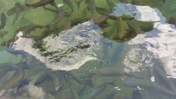 istock trout fishes in a farm 1207029416