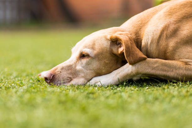 istock Cute dog sleeping on green grass. Relax and lifestyle 1207030480