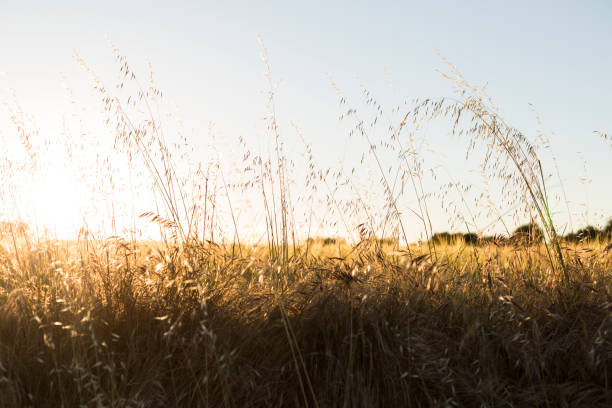 istock yellow wheat field at sunset. summer 1207030623