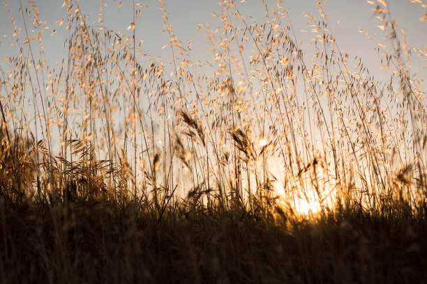 istock yellow wheat field at sunset. summer 1207030653