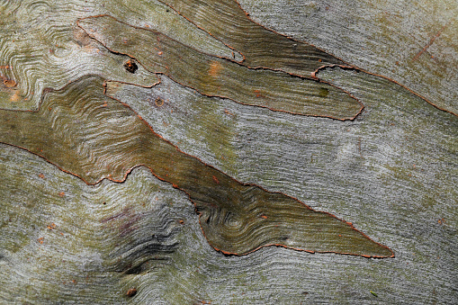 Patterns in the Bark of a Eucalyptus Tree