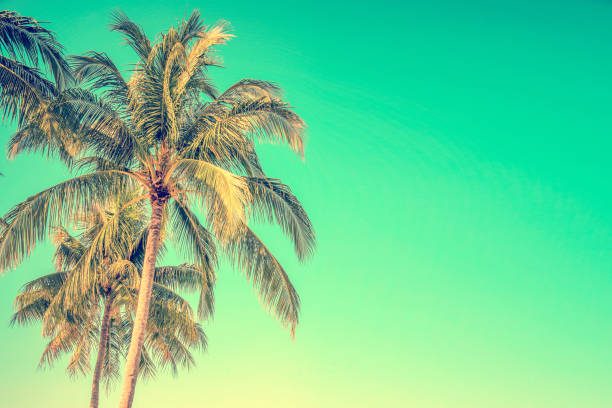 istock Palm tree on blue sky background with copy space, vintage style 1207031430