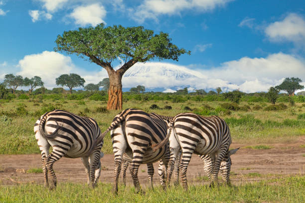 istock Zebra and Kilimanjaro in Amboseli National Park 1207032376