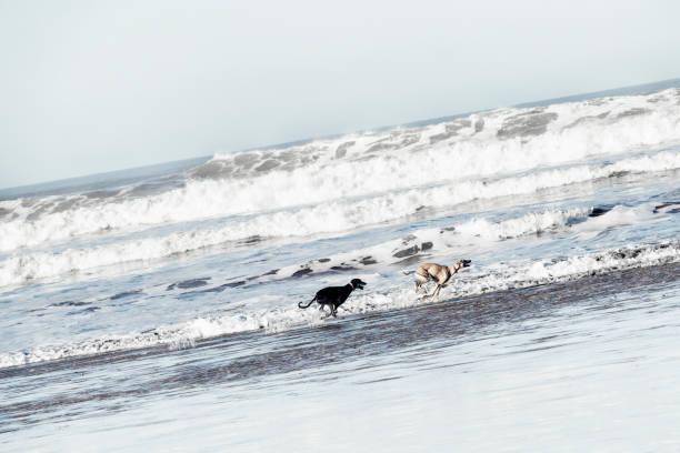 Two Sloughi dogs (Arabian greyhound) run at the beach at the Atlantic ocean in Essaouira, Morocco. High key image with muted colors.