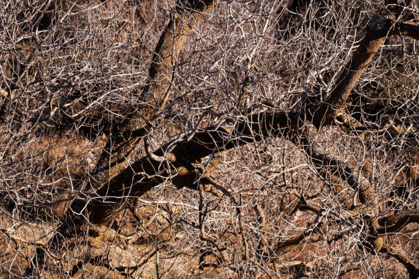 Closeup of bare tree branches without leaves in winter, spring. Nature background image.