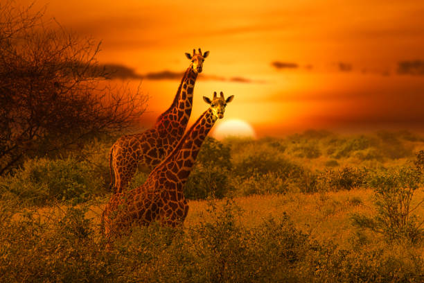 girafas e pôr do sol no parque nacional tsavo leste e tsavo west no quênia - non urban scene standing water waterhole landscape - fotografias e filmes do acervo