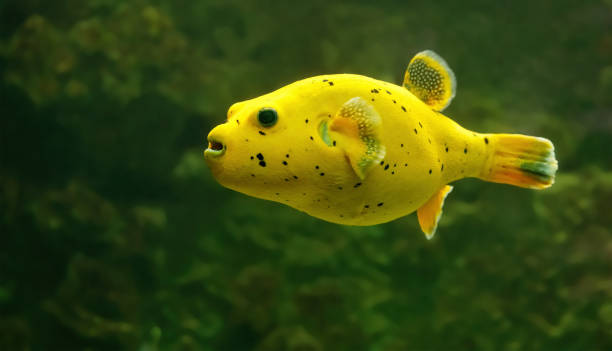 Fish Blackspotted Puffer Blackspotted buffer arothron nigropunctatus stock pictures, royalty-free photos & images
