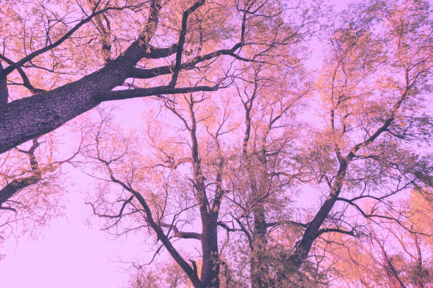 Colorful vintage frame from trees at sunset. Artistic color. Bottom view