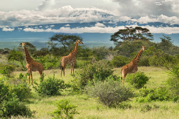 Giraffes and Kilimanjaro in Amboseli National Park Giraffes and Kilimanjaro in Amboseli National Park tsavo east national park stock pictures, royalty-free photos & images