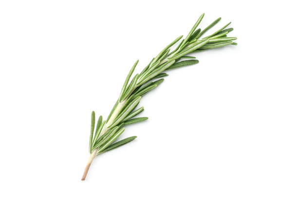 istock Rosemary isolated on white background. Top view 1207033948
