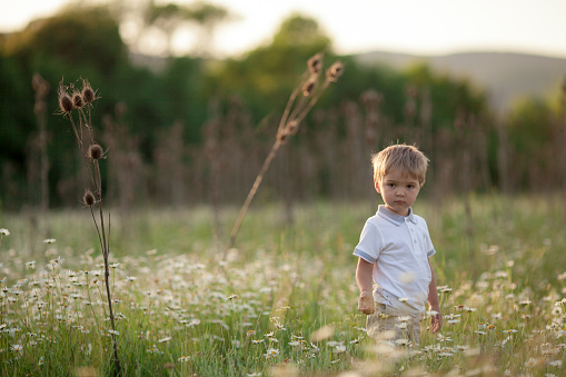 A little boy in a white shirt walks in a spring green flowering meadow