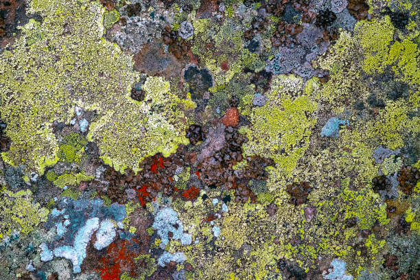 istock Moss, fungus on stone closeup . Stone with patterns. Stone with moss. Stones boulders covered with moss and fungus. 1207034732