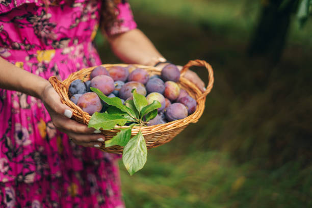 A chip basket full of freshly harvested organic damson plums  (Prunus insititia). Shallow depth of field. Space for text.
